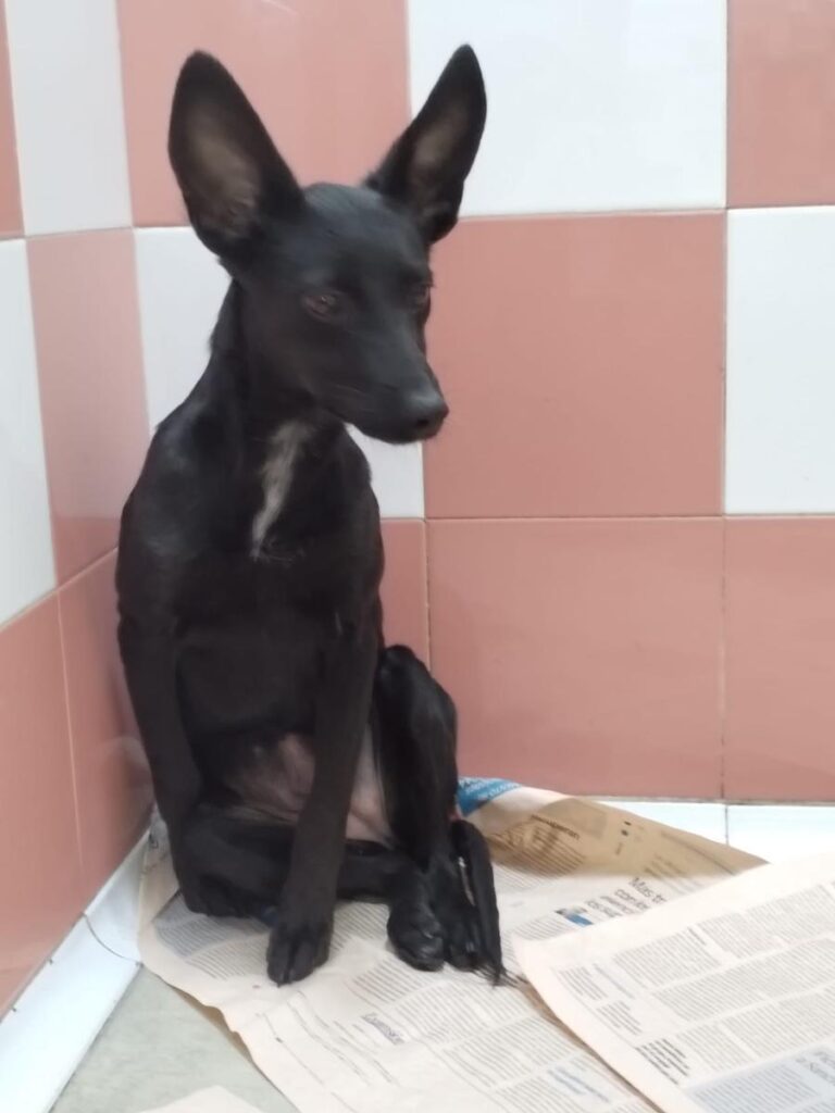 multimedia-foto85750-860-3