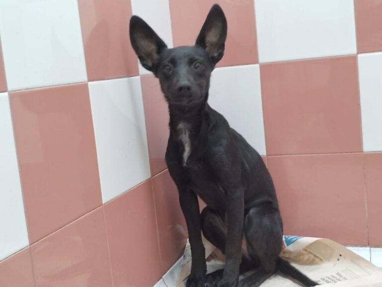 multimedia-foto85751-860-3