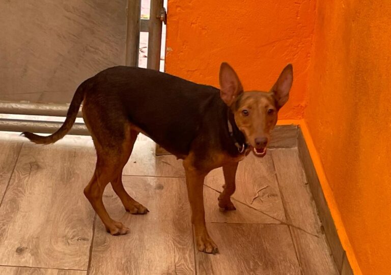 multimedia-foto85762-188-1