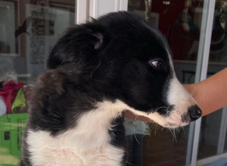 multimedia-foto85772-723-1