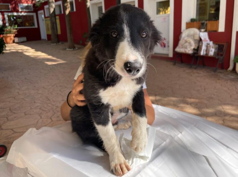 multimedia-foto85776-723-1