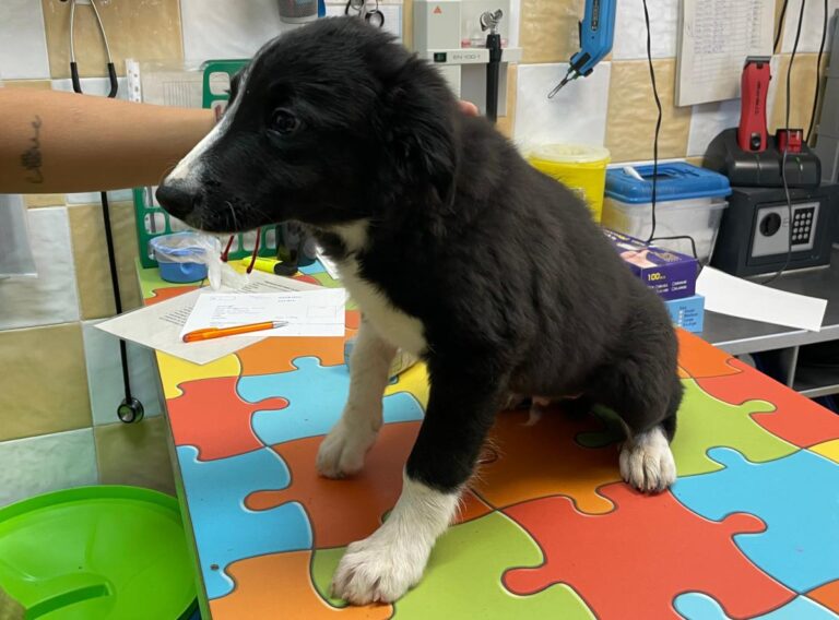 multimedia-foto85777-724-1