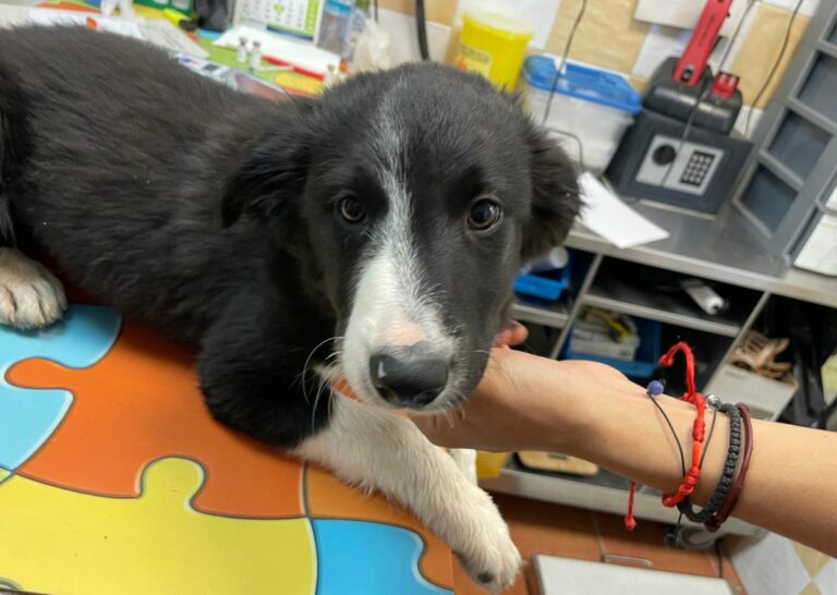 multimedia-foto85778-724-1