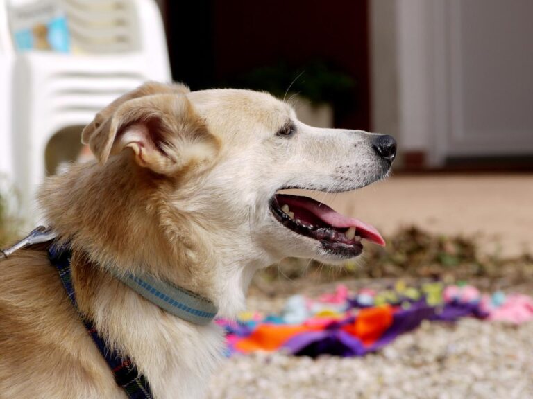 multimedia-foto85805-455-1