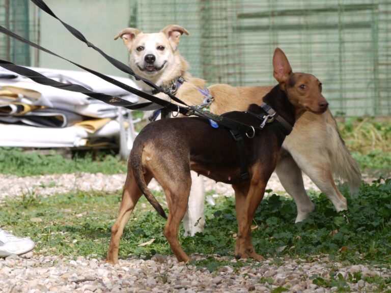 multimedia-foto85808-456-1