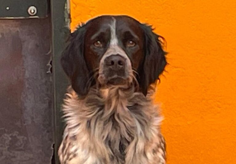 multimedia-foto85866-490-1