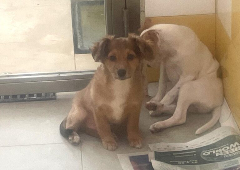 multimedia-foto85895-453-1