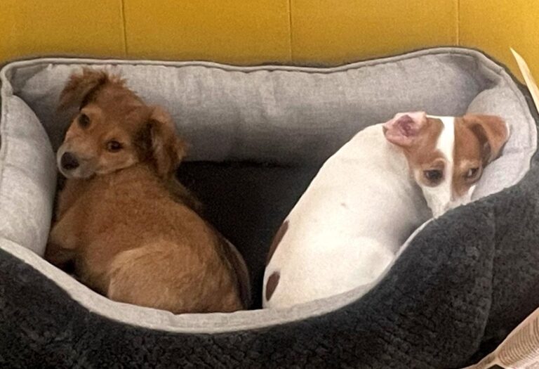 multimedia-foto85897-454-1