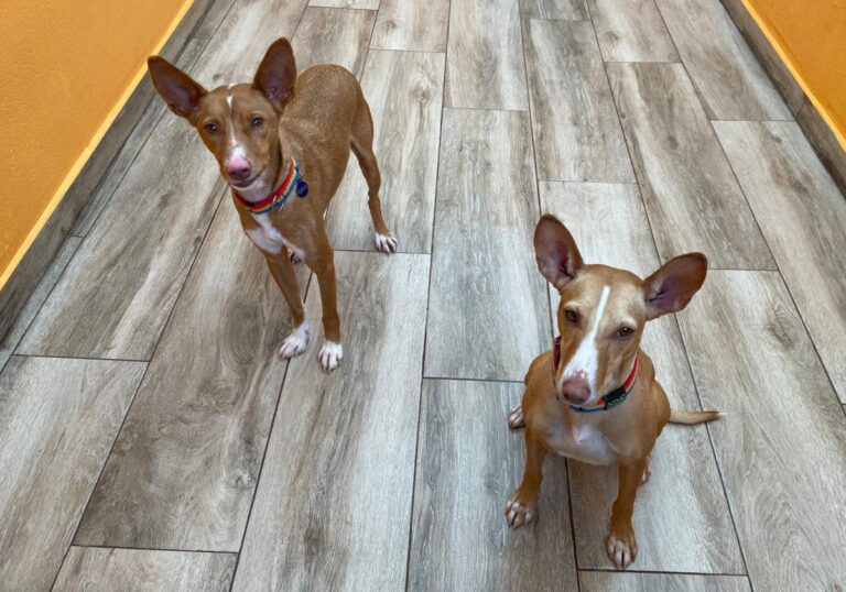 multimedia-foto85912-446-1