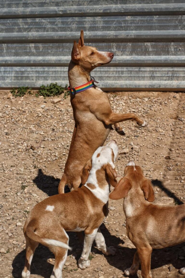 multimedia-foto85914-446-1