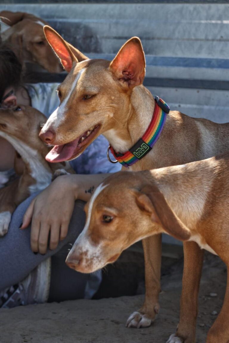 multimedia-foto85915-446-1