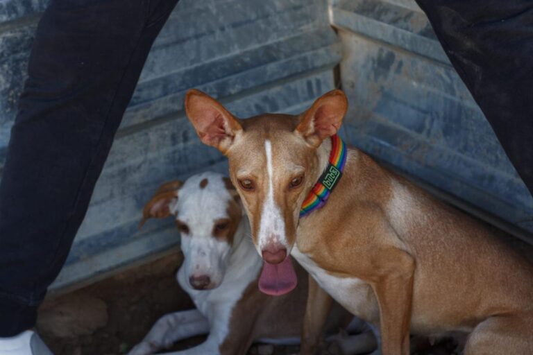 multimedia-foto85916-447-1