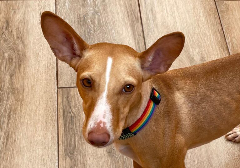 multimedia-foto85917-447-1