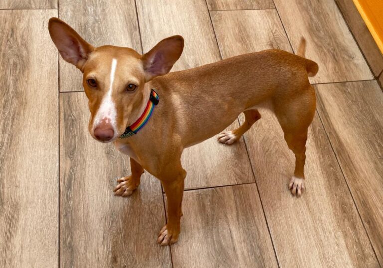 multimedia-foto85918-447-1