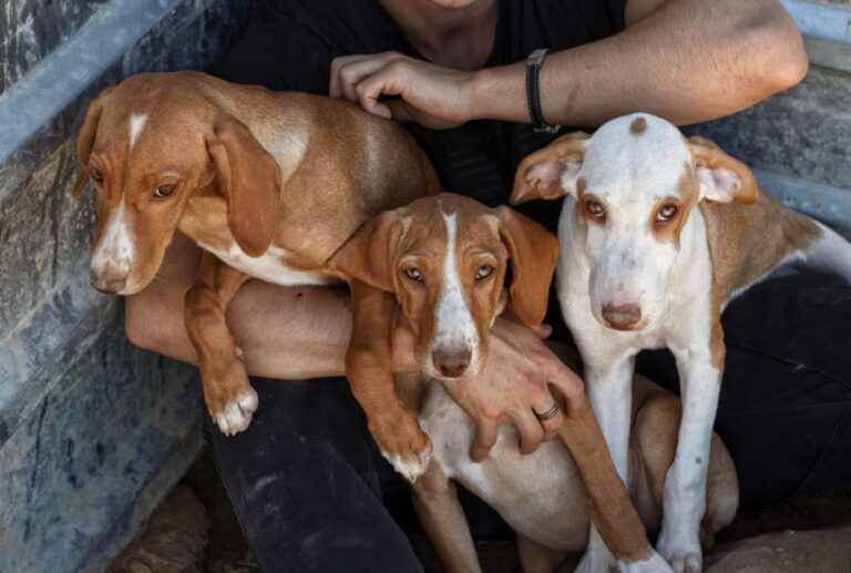 multimedia-foto85966-130-1