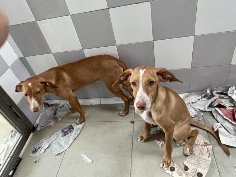 multimedia-foto85968-131-1