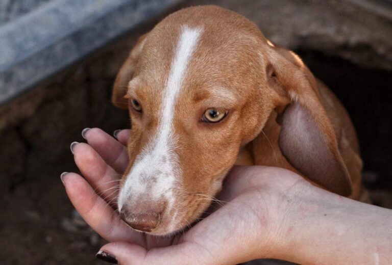 multimedia-foto85970-131-1