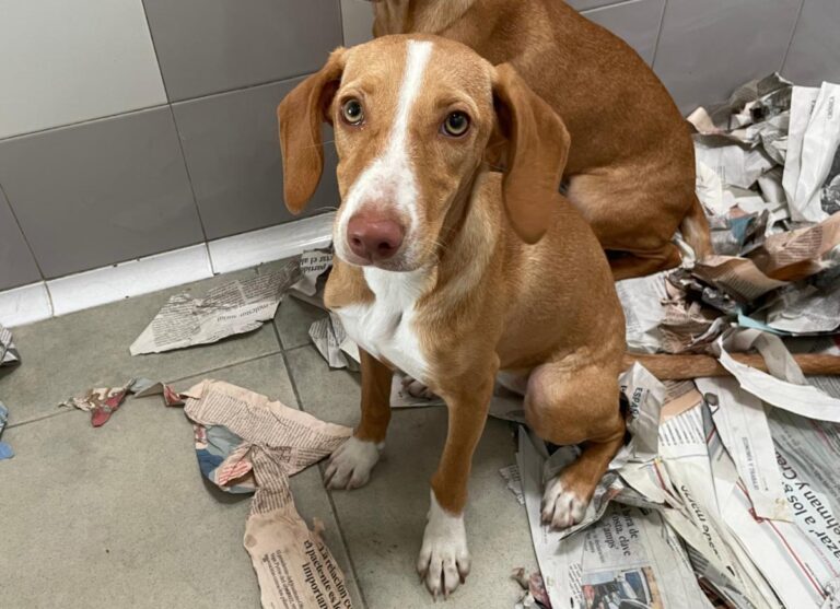 multimedia-foto85971-131-1