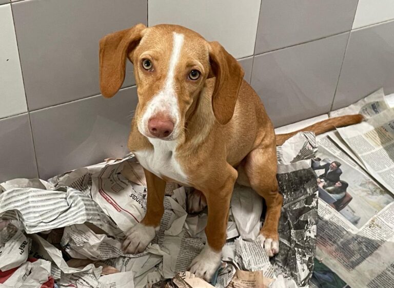 multimedia-foto85975-132-1