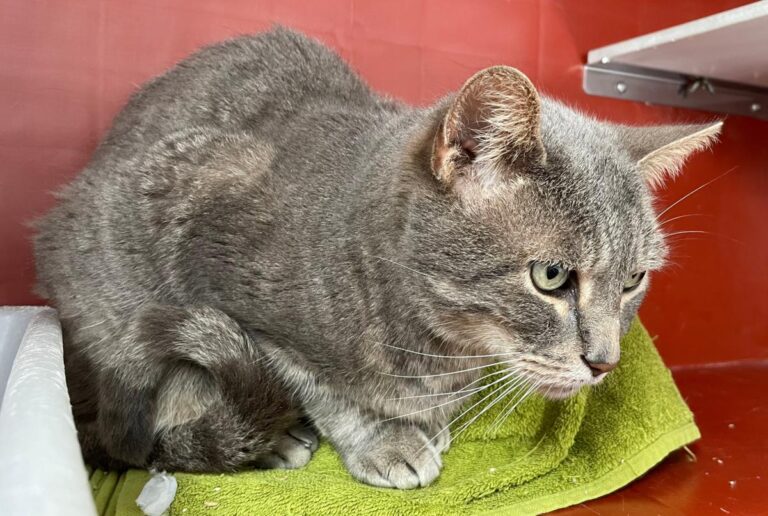 multimedia-foto85976-552-1