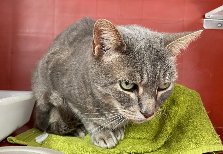 multimedia-foto85977-553-1