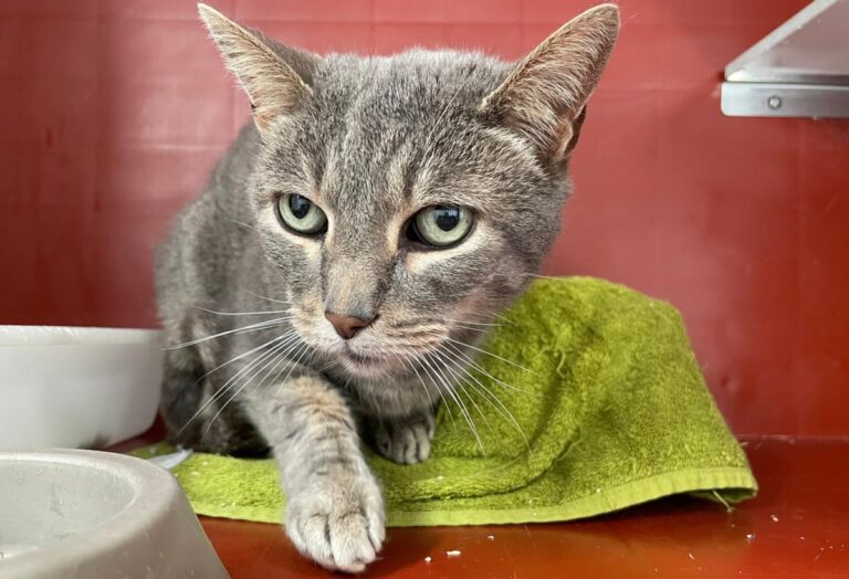 multimedia-foto85978-553-1