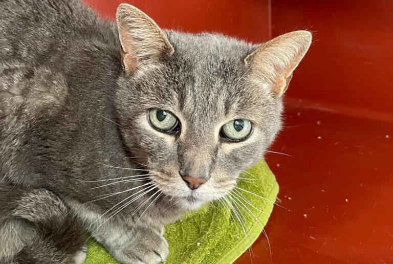 multimedia-foto85980-553-1