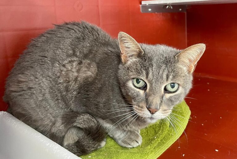 multimedia-foto85981-553-1