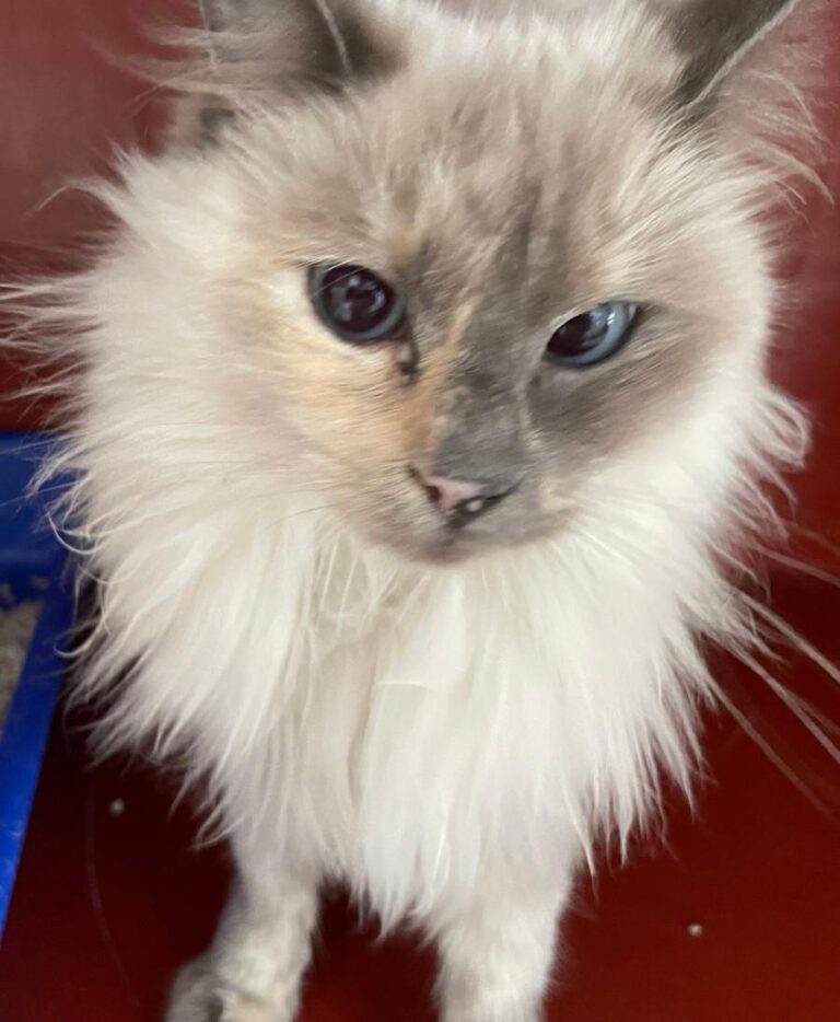 multimedia-foto86028-755-1