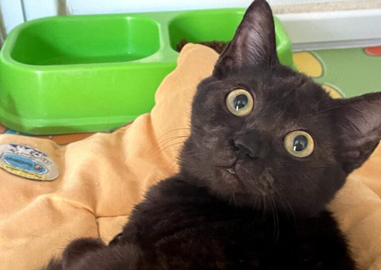 multimedia-foto86039-418-1