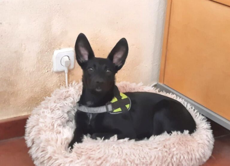 multimedia-foto86052-276-3