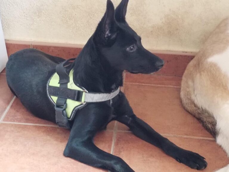 multimedia-foto86053-276-3