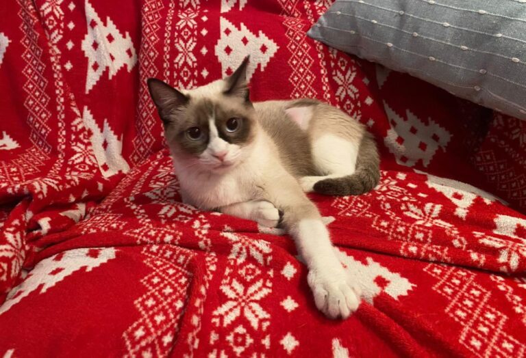 multimedia-foto86056-428-1