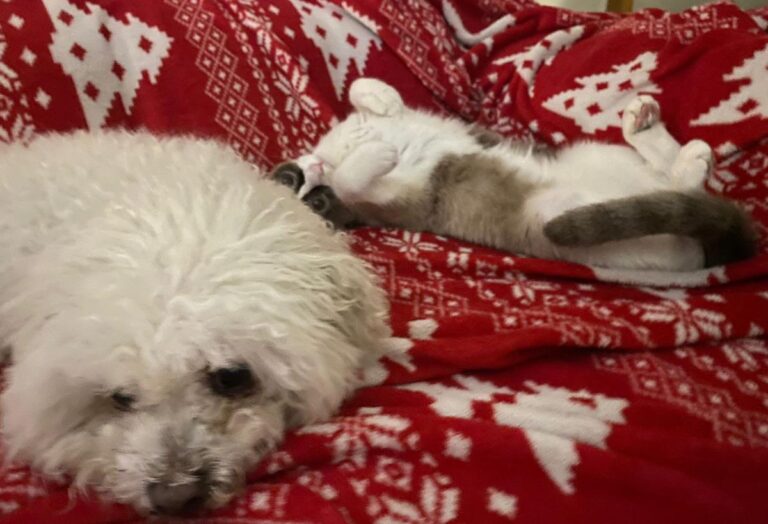 multimedia-foto86057-428-1