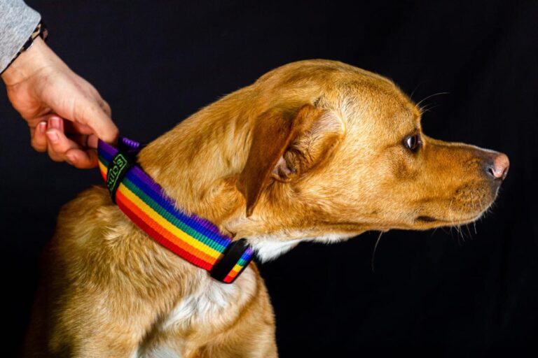 multimedia-foto86073-550-1