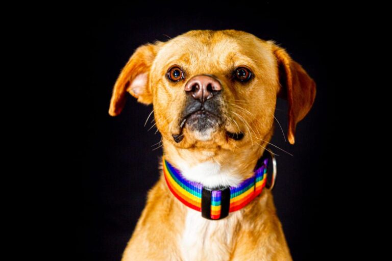 multimedia-foto86079-551-1