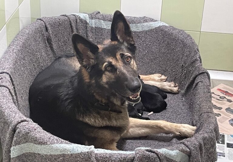 multimedia-foto86081-746-1