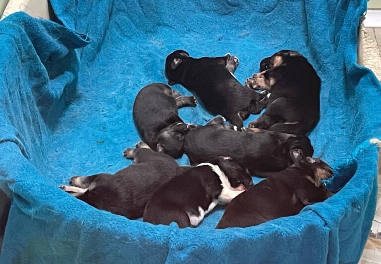 multimedia-foto86083-747-1