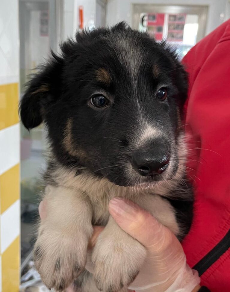 multimedia-foto86104-138-1