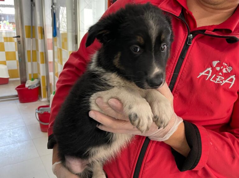 multimedia-foto86106-139-1