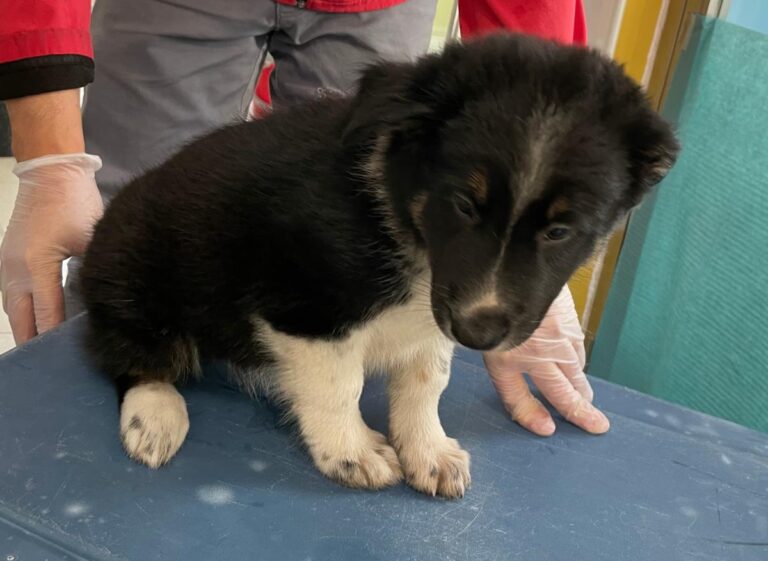 multimedia-foto86107-139-1