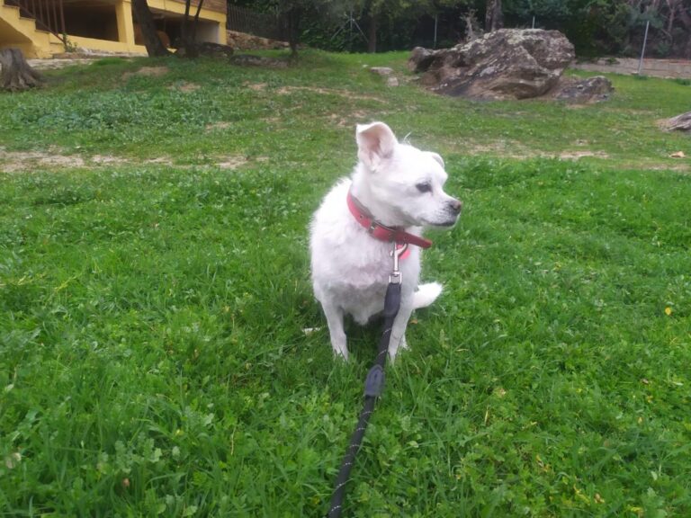 multimedia-foto86162-662-1