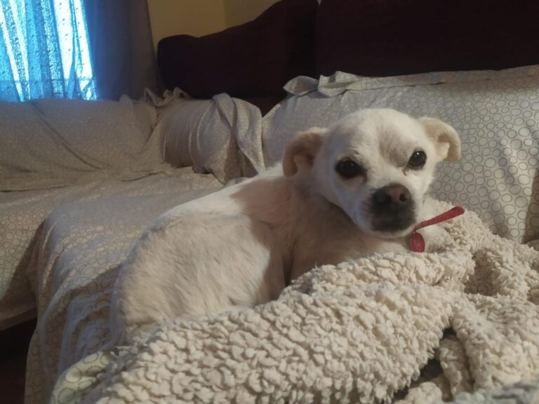 multimedia-foto86164-663-1