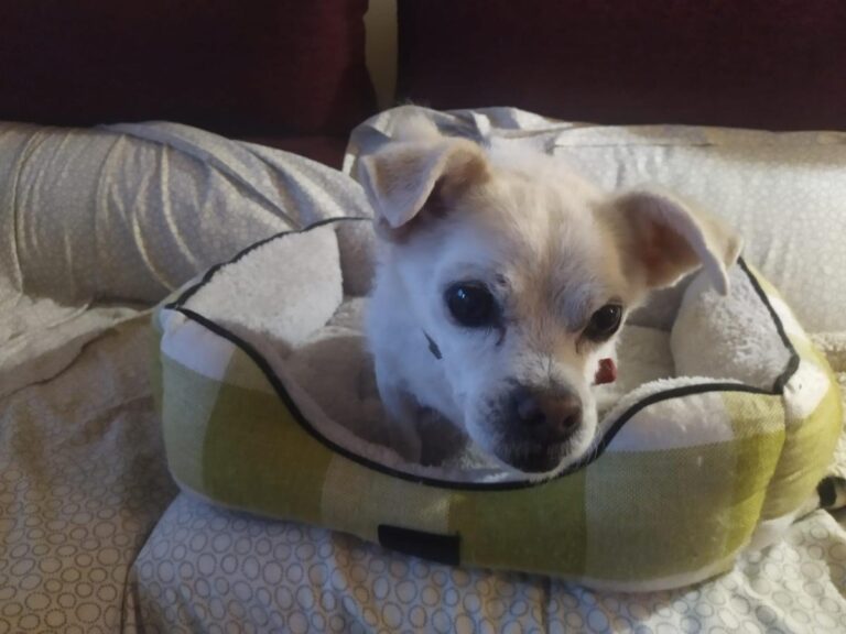 multimedia-foto86167-663-1