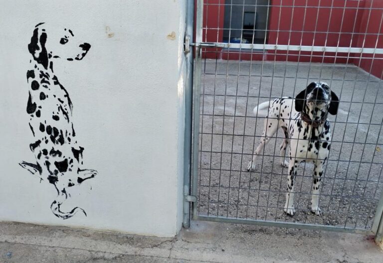 multimedia-foto86203-310-1