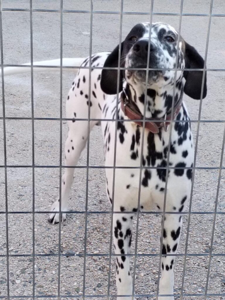 multimedia-foto86204-310-1