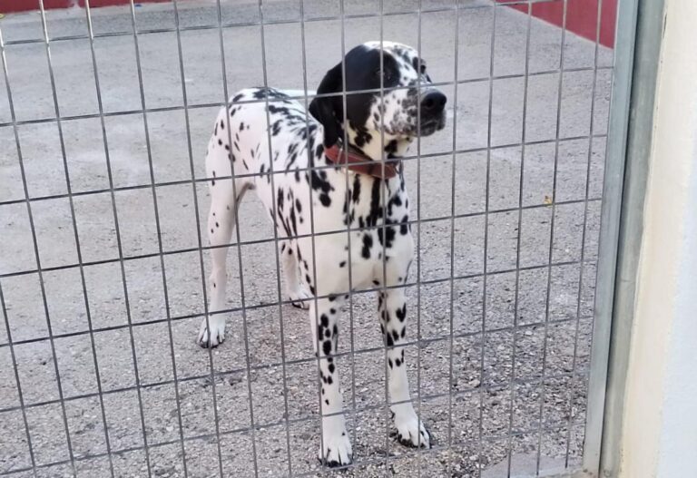 multimedia-foto86205-310-1