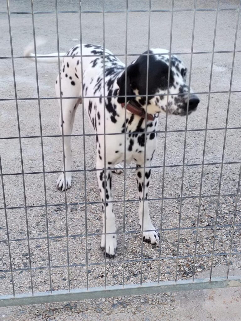 multimedia-foto86206-310-1