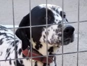 multimedia-foto86207-310-1