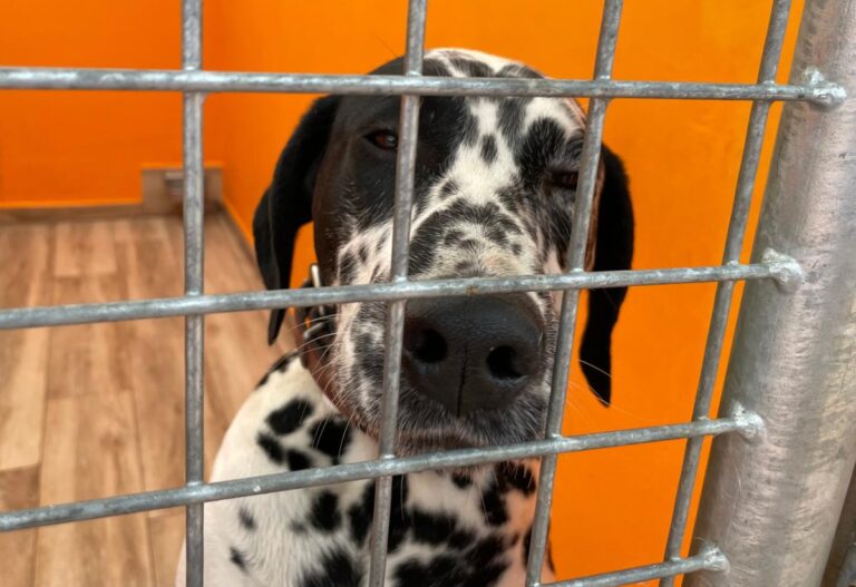 multimedia-foto86208-311-1